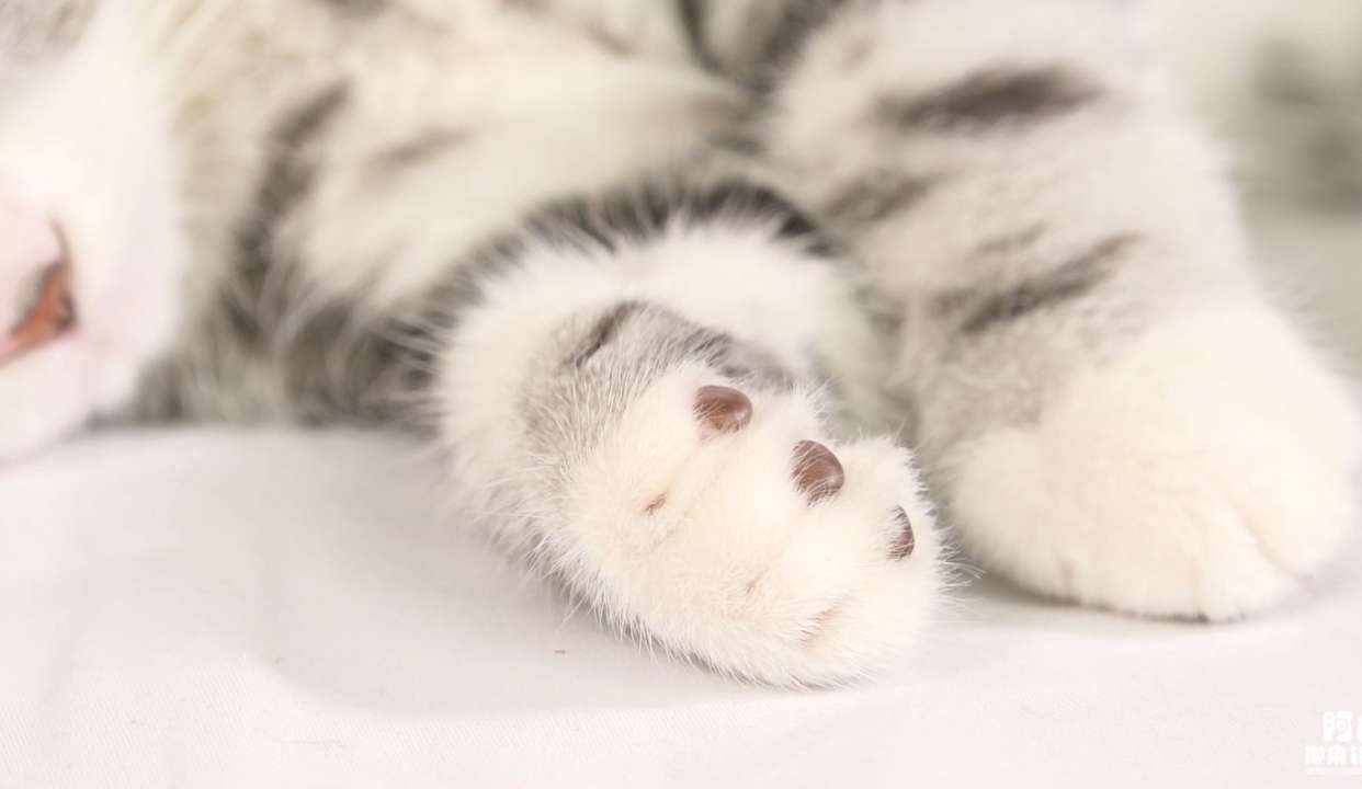 给猫咪剪指甲真的有这么难么?..是的